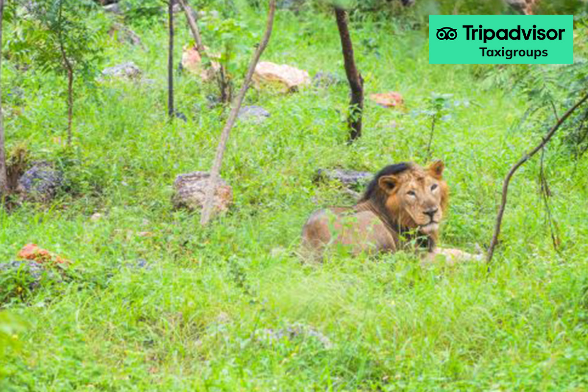 Sajjangarh Biological Park | Taxigroups | Udaipur